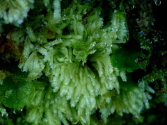 Catharomnion ciliatum