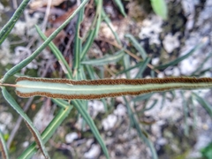 Pellaea notabilis