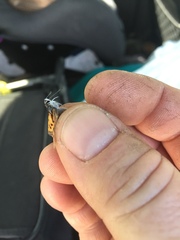 Lycaena phlaeas hypophlaeas