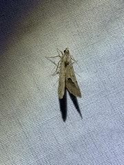 Diasemia