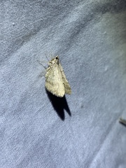 Diasemia