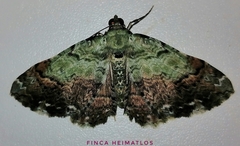 Pterocypha gibbosaria