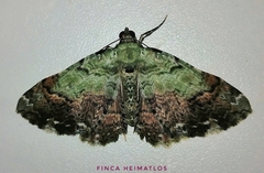 Pterocypha gibbosaria