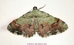 Pterocypha gibbosaria