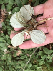Antennaria solitaria