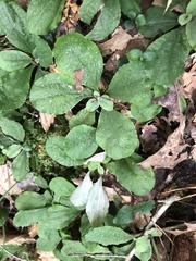 Antennaria solitaria