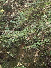 Antennaria solitaria