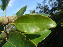 Quercus polymorpha