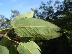 Quercus polymorpha