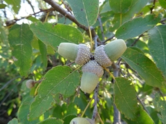 Quercus polymorpha