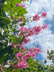 Lagerstroemia speciosa