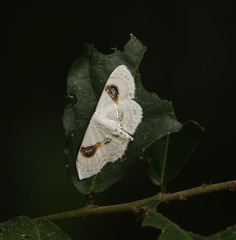 Problepsis vulgaris