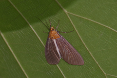 Asota