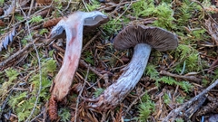 Cortinarius cyanites
