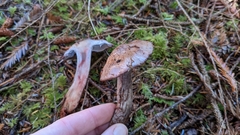 Cortinarius cyanites