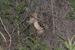 Axis porcinus