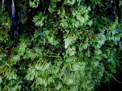 Catharomnion ciliatum