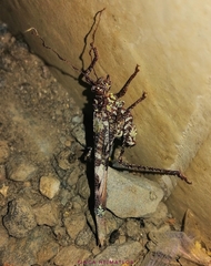 Paraphidnia