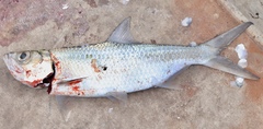 Megalops cyprinoides
