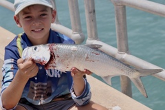 Megalops cyprinoides