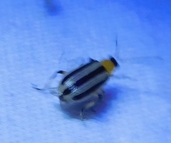 Acalymma trivittatum