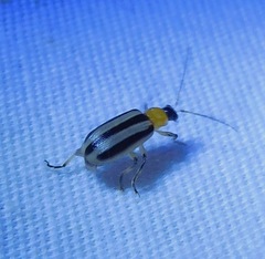 Acalymma trivittatum