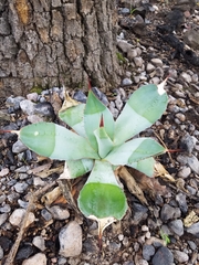 Agave guadalajarana
