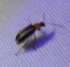 Acalymma trivittatum