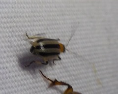 Acalymma trivittatum