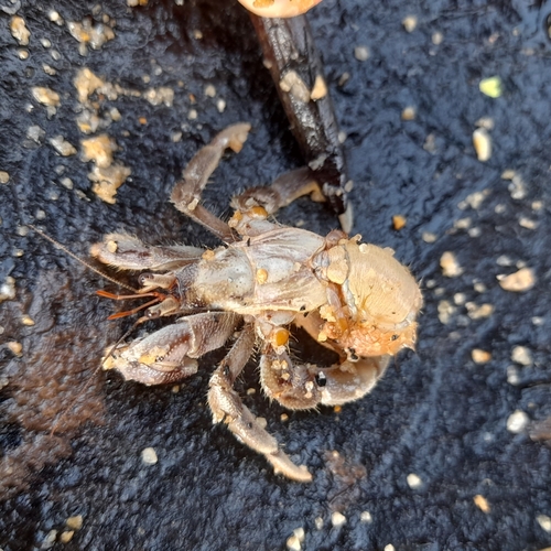 Tawny Hermit Crab, photo 6 of 8
