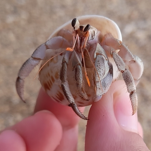 Tawny Hermit Crab, photo 7 of 8