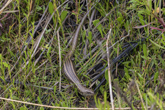 Lissolepis coventryi