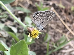 Hemiargus ramon