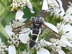 Carmenta phoradendri