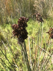 Juncus