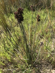 Juncus