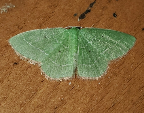 Cypress Emerald photo 5