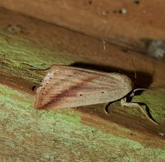 Amolita obliqua