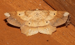 Image of Euchlaena amoenaria