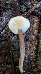 Lactarius fallax concolor