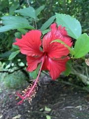Hibiscus × archeri