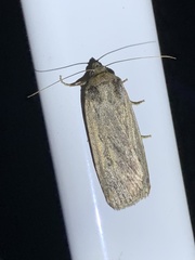 Athetiina