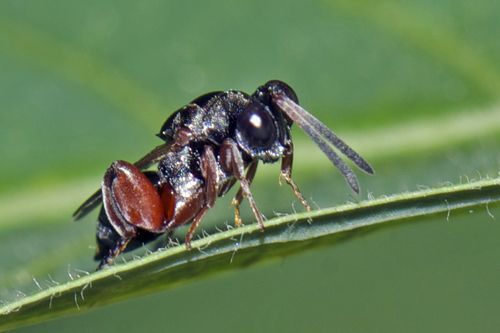 Chalcidid Wasps (Family Chalcididae) · iNaturalist