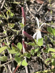 Jasminum stenolobum