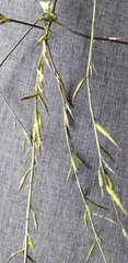 Angiospermae