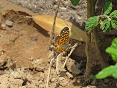 Phyciodes graphica