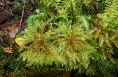 Sciadocladus menziesii
