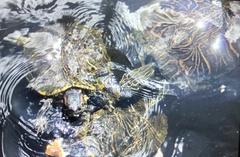 Trachemys scripta image