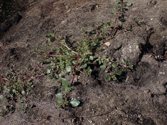 Chenopodium macrospermum