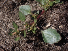 Chenopodium macrospermum